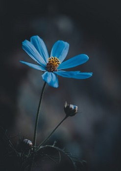 blue-flower-ge28ec7b21_640.jpg