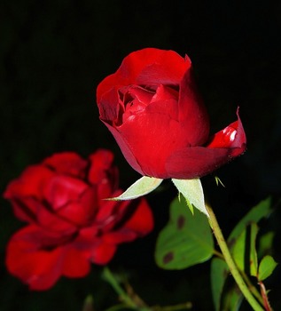 roses-419079_640.jpg