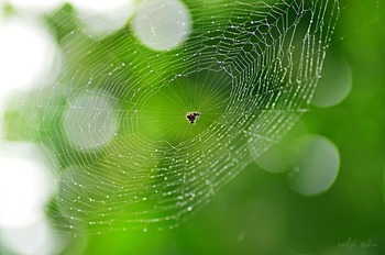 spider-web-g60a6a3235_640.jpg